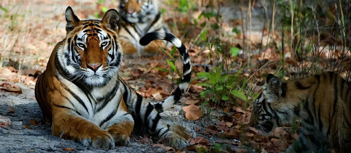 Rajaji National Park and Tiger Reserve Haridwar